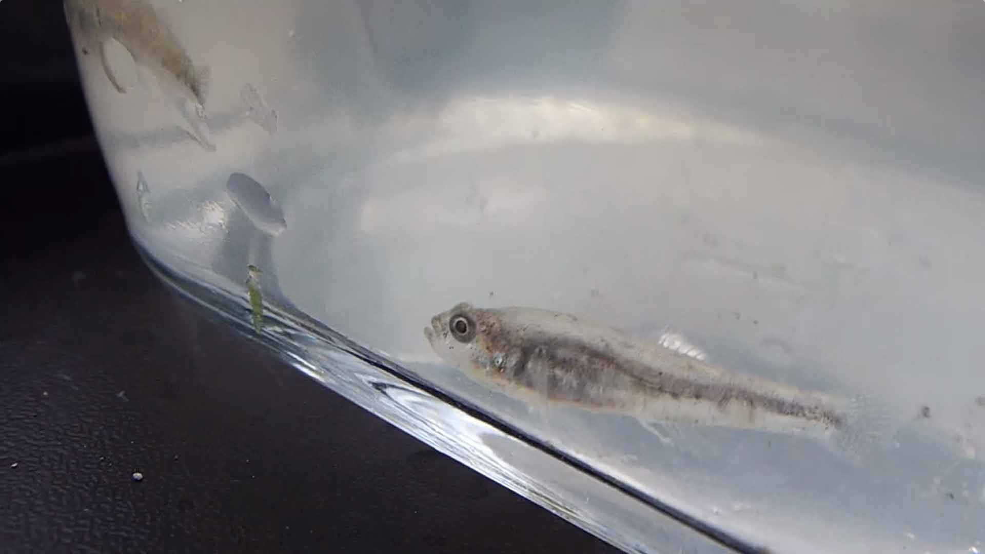Малый лысун. Pomatoschistus minutus.