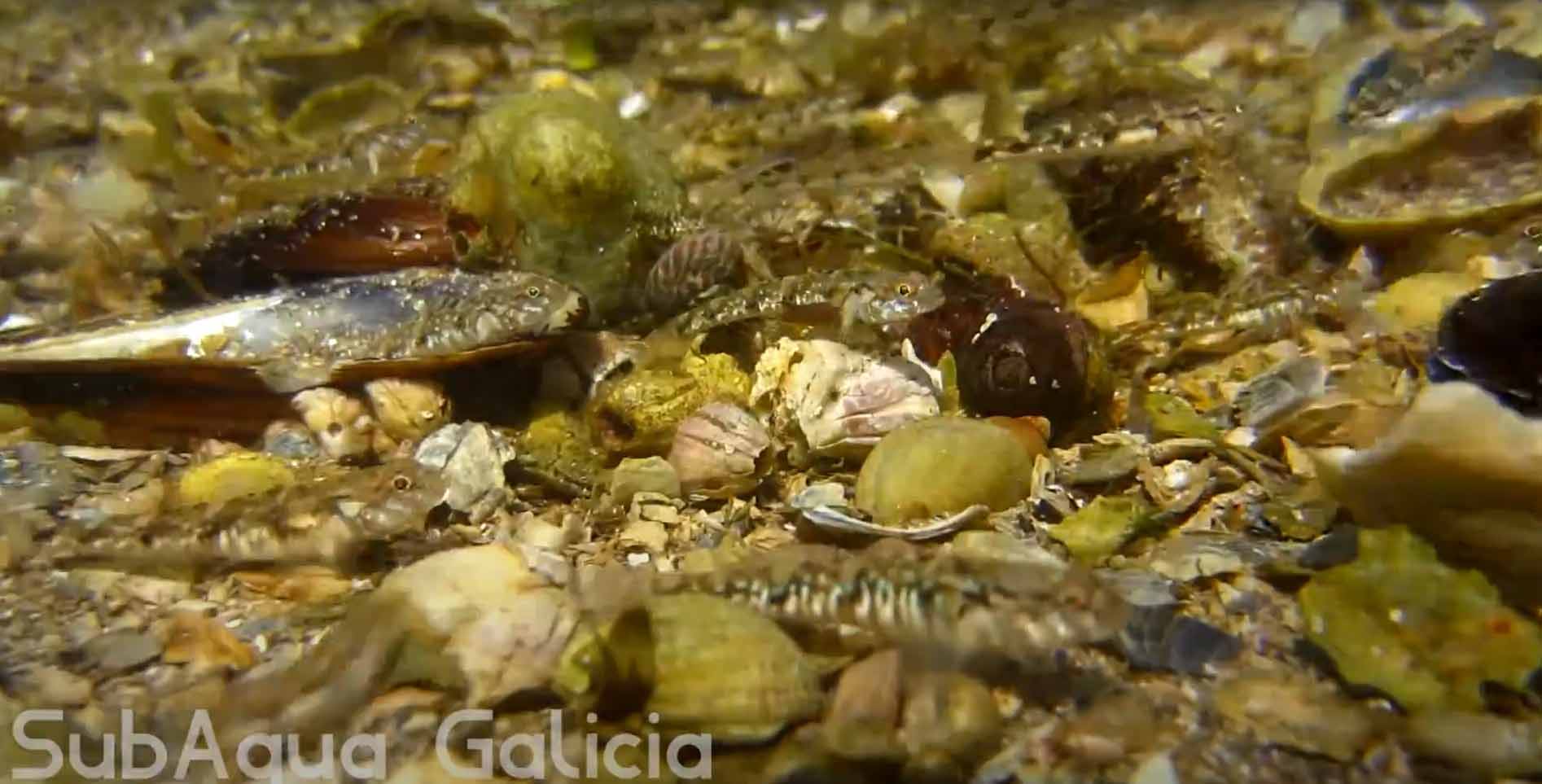 Узорчатый лысун. Pomatoschistus pictus.