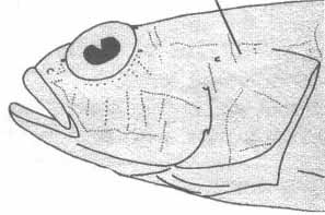Knipowitschia longecaudata (длиннохвостый бычок Книповича).
