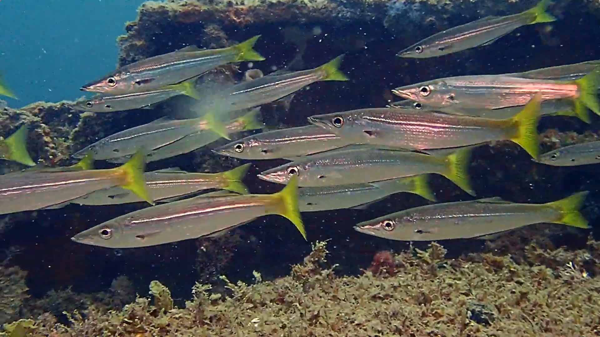 Тупорылая барракуда. Sphyraena obtusata.