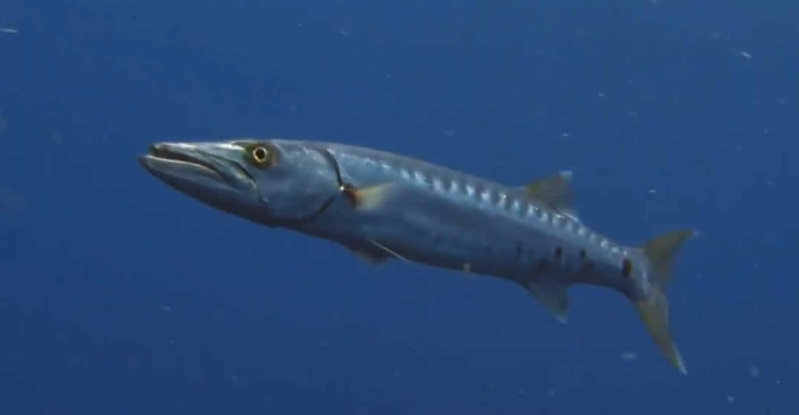 Сфирена. Sphyraena sphyraena.