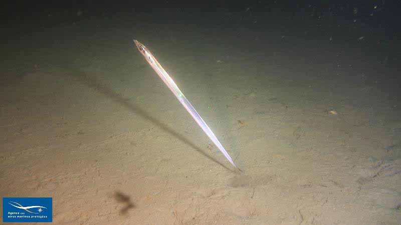 Волосохвостые или сабли-рыбы Чёрного моря. Семейство Trichiuridae.