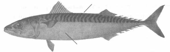 Scomber scombrus (скумбрия).