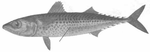 Scomber colias (атлантическая скумбрия).