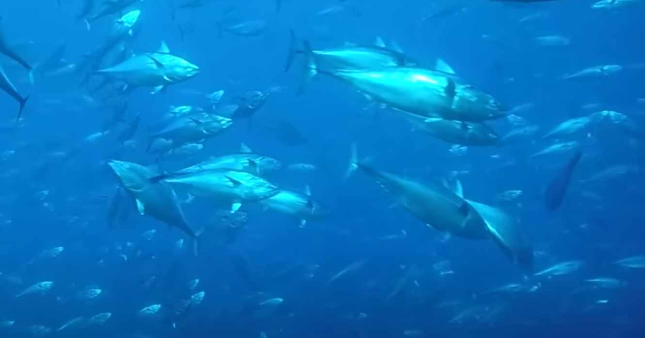 Малый (пятнистый) тунец (Euthynnus alletteratus).