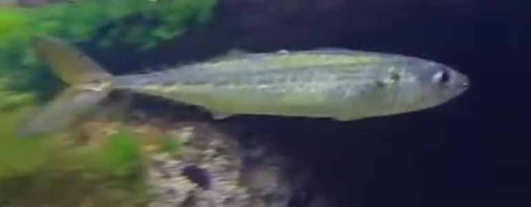 Атлантическая (средиземноморская) скумбрия, скумбрия (Scomber colias).