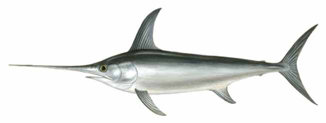 Меч-рыбы Чёрного моря. Семейство Xiphiidae.