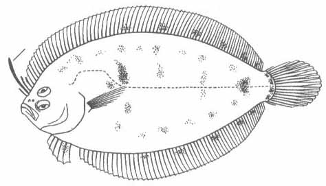 Arnoglossus thori (арноглосс-пелудилья).