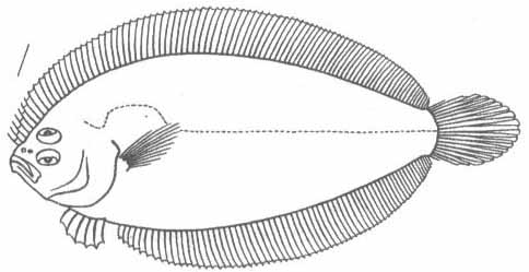 Arnoglossus laterna (европейский арноглосс).