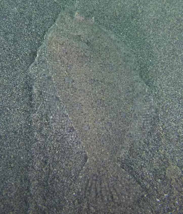 Арноглосс кесслера или средиземноморская арноглосса (Arnoglossus kessleri).