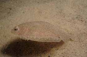 Европейский арноглосс (Arnoglossus laterna).
