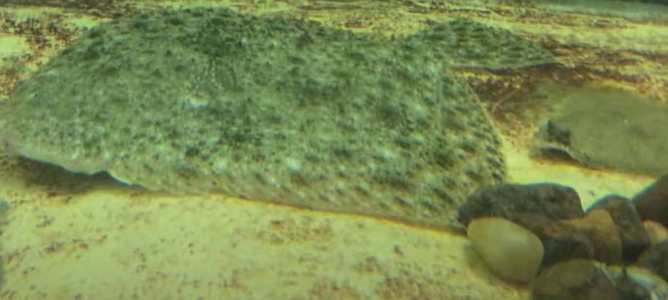 (Черноморский) калкан или черноморская камбала (Scophthalmus maeoticus).