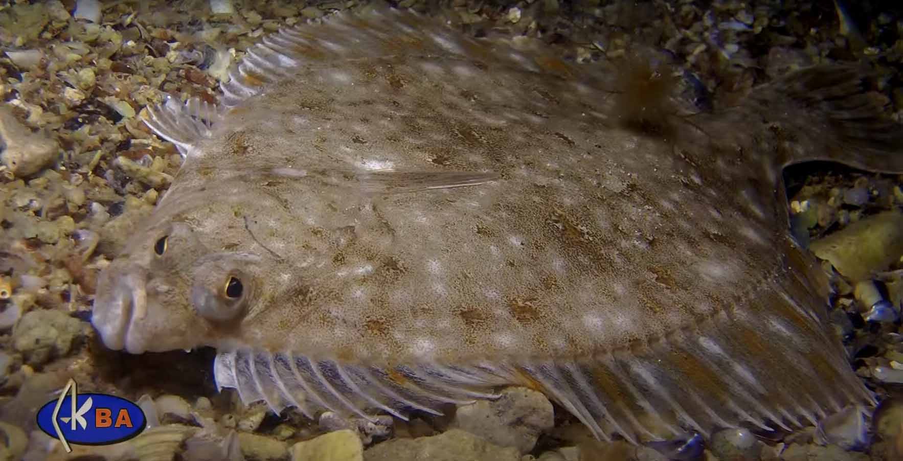Камбаловые рыбы Чёрного моря. Семейство Pleuronectidae.