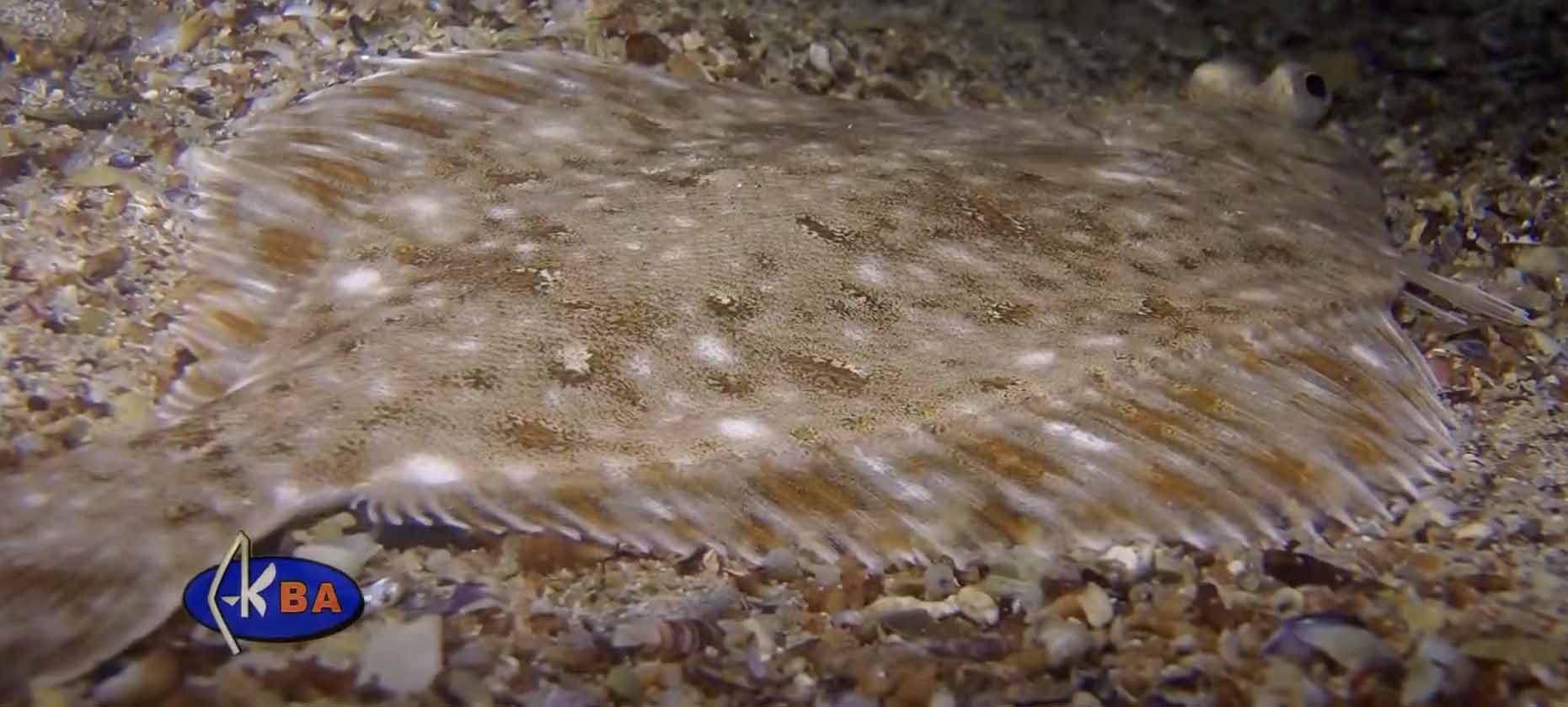 Камбала речная, обитающая в Чёрном море.
