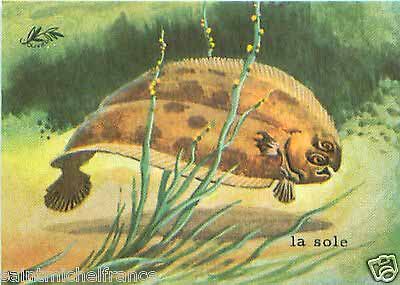 Короткоперая солея (Microchirus variegatus).