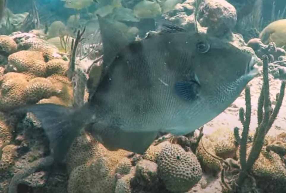 Иглобрюхообразные или скалозубообразные Чёрного моря. Отряд Tetraodontiformes.