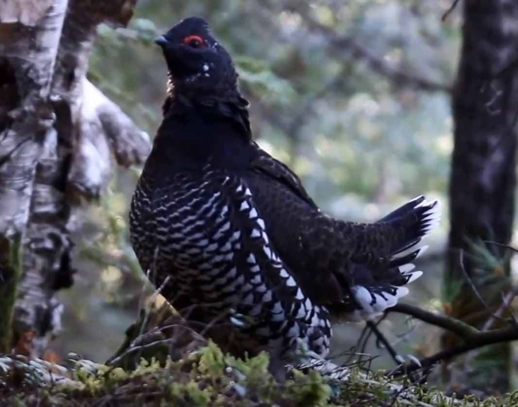 Дикуши. Род Falcipennis.
