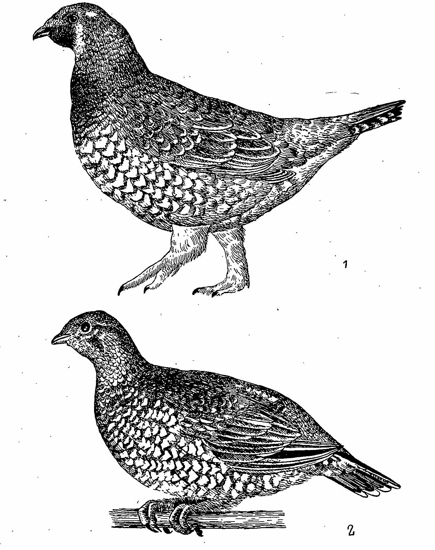 Рис. 1. Азиатская дикуша Falcipennis falcipennis. 1 — самец; 2 — самка.