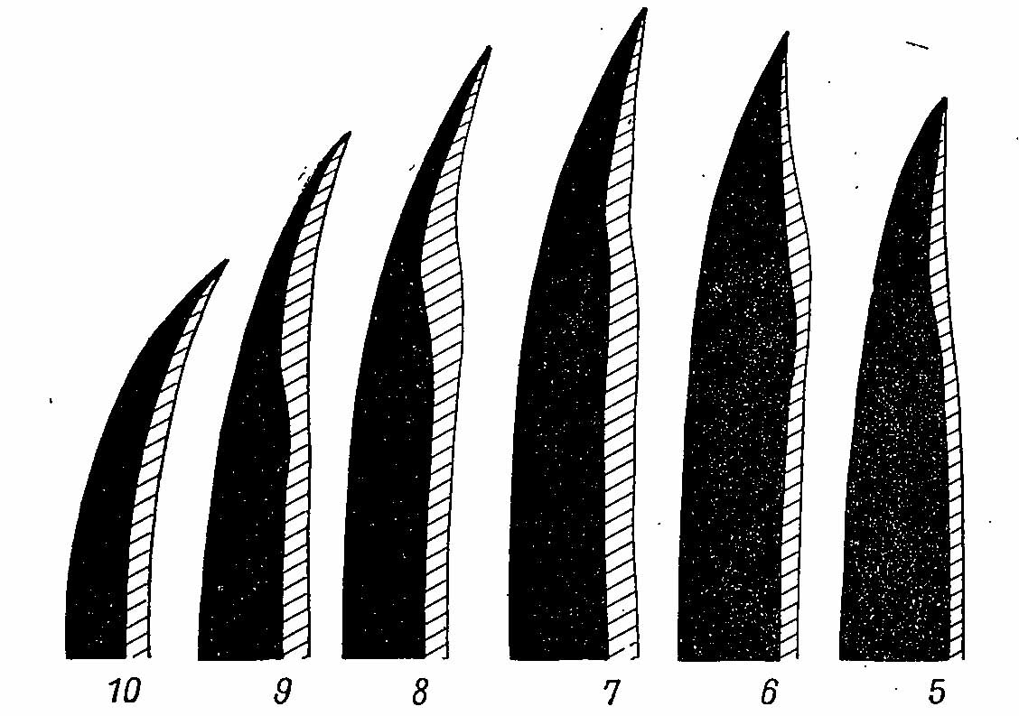 Рис. 2. Форма дистальных первостепенных маховых перьев самца Falcipennis falcipennis. В контур перьев годовалой птицы (заштриховано) вписан контур перьев взрослой птицы (сплошная заливка). Цифры указывают номера первостепенных маховых перьев.