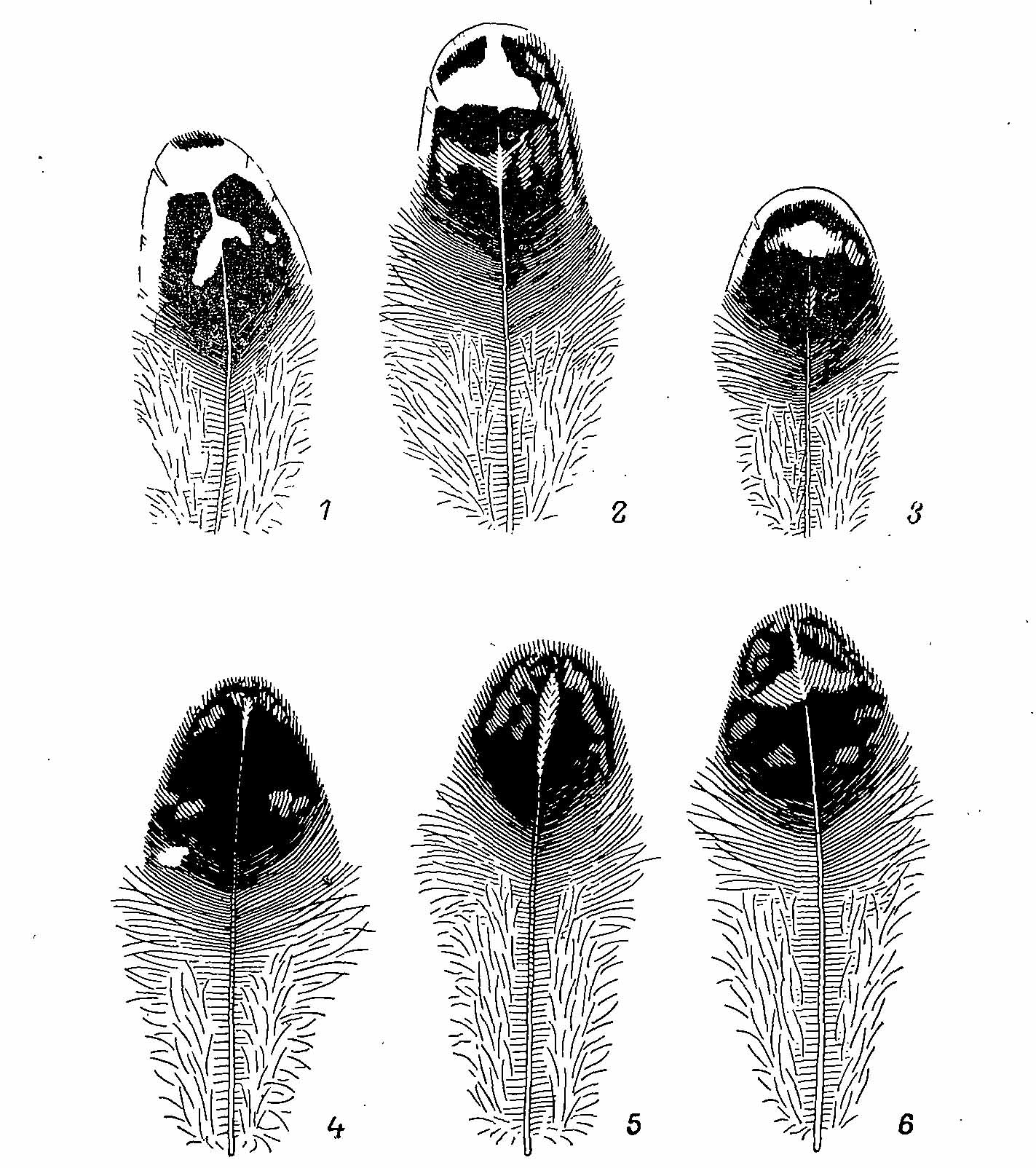 Рис. 3. Перья самки Falcipennis falcipennis. 1 — с груди; 2 — с боков тела; 3 — с передней части брюха; 4 — со спины; 5,6 — с поясницы (два типа окраски).