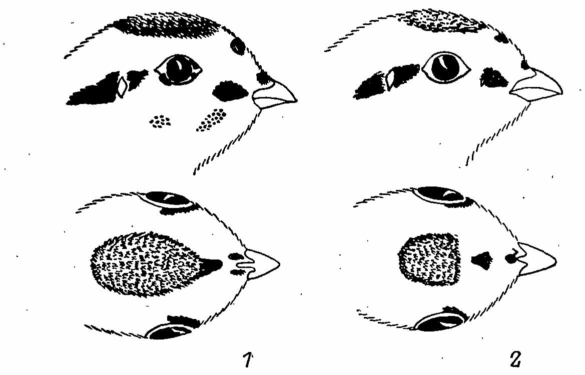 Рис. 4. Рисунок на голове пухового птенца Falcipennis falcipennis (1) и F. canadensis (2).