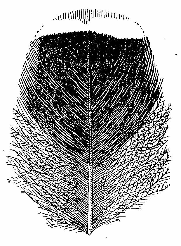 Рис. 2. Перо с грудки Falcipennis canadensis.