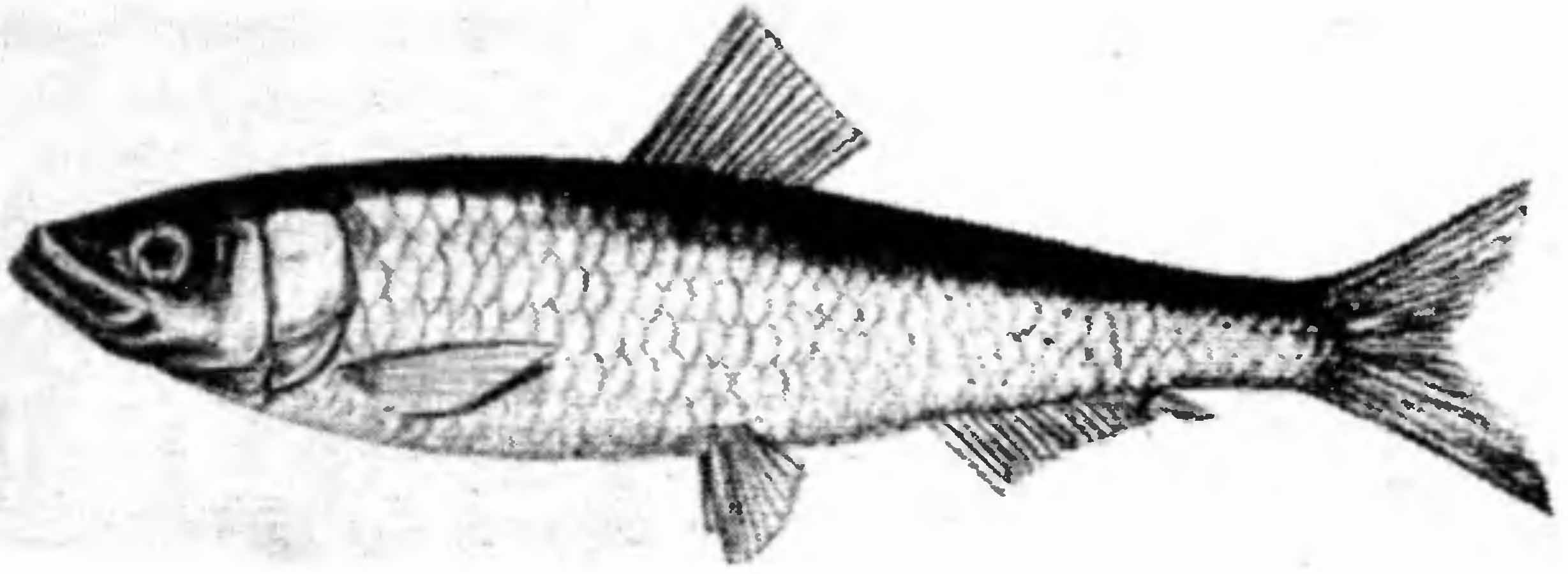 Тюлька (или килька).
