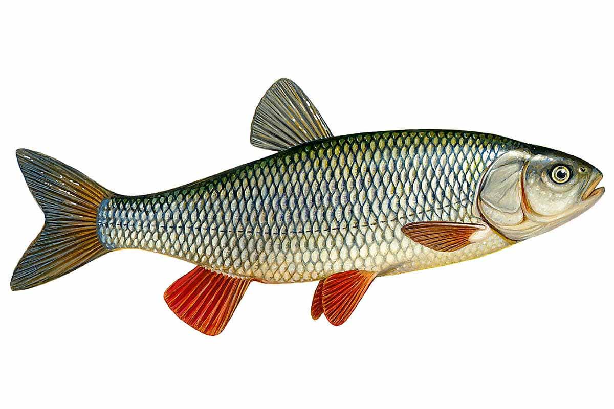 Голавли.