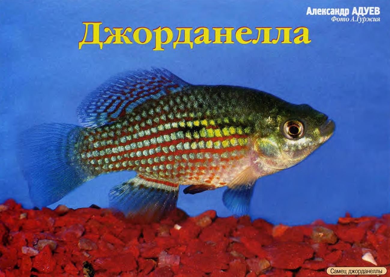 Джорданеллы.
