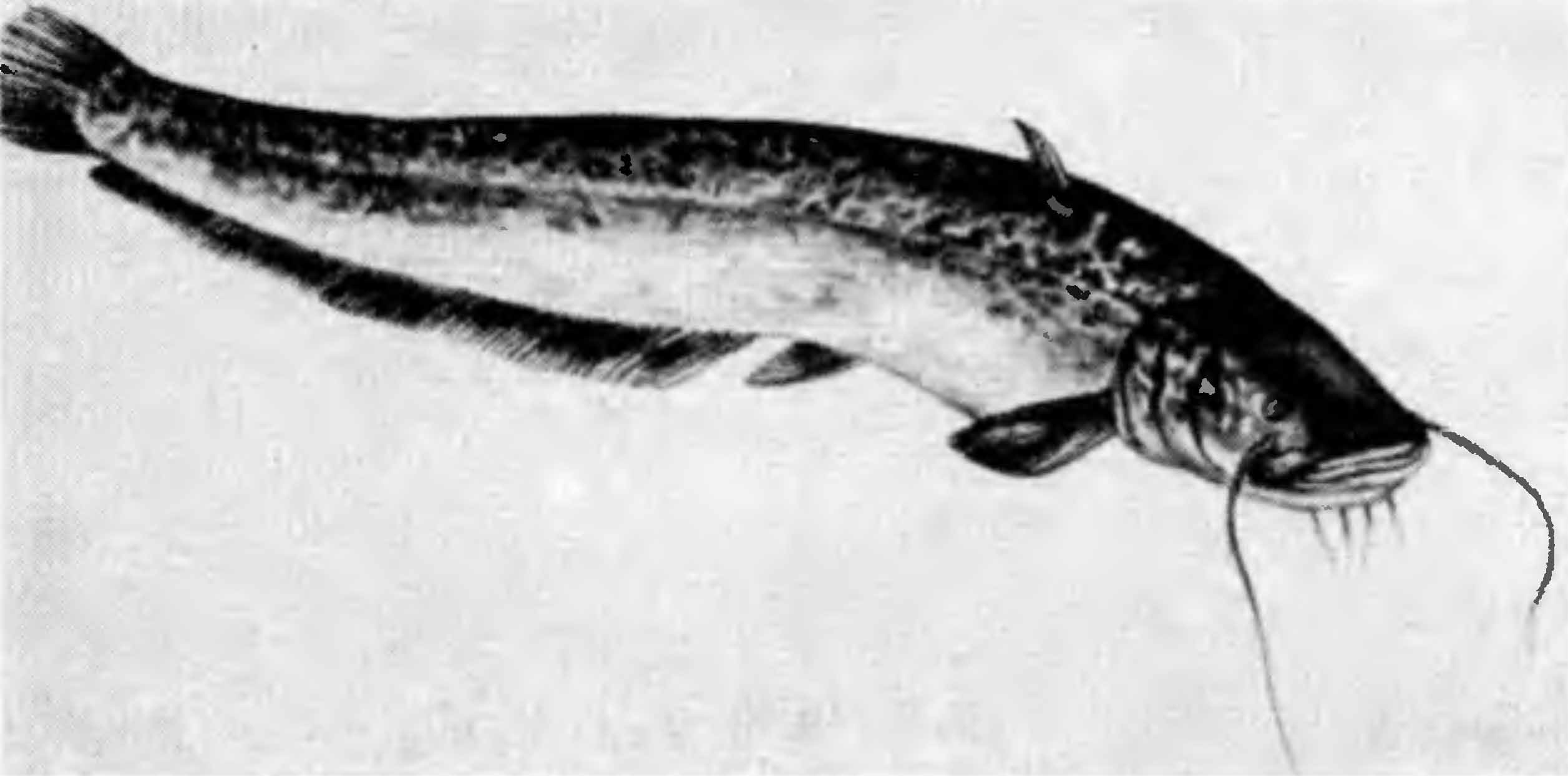 Сом (silurus glanis).
