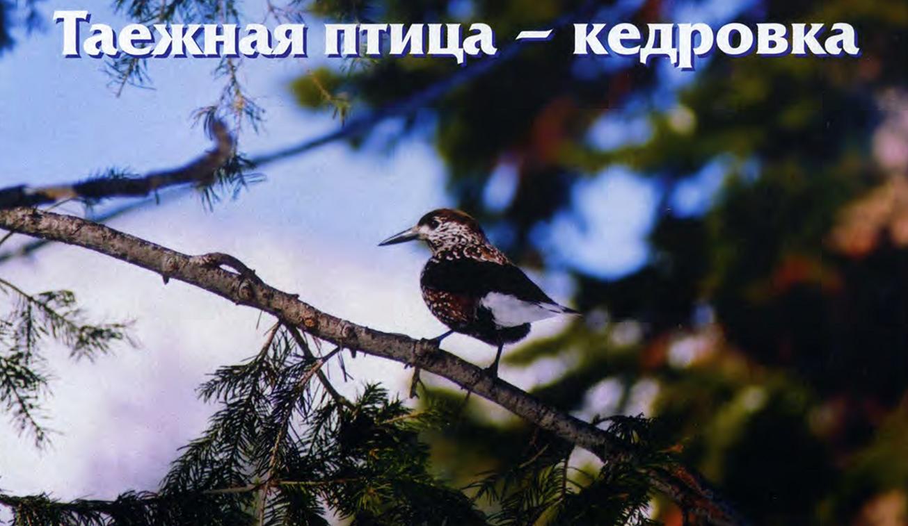Кедровка.