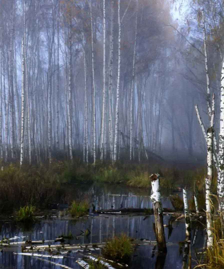 Березы так неприхотливы, что растут практически в любых условиях.
