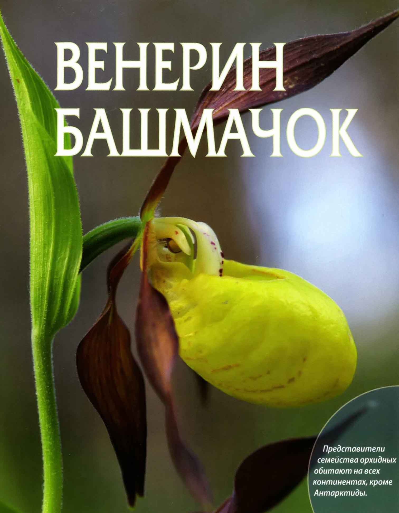 Венерин башмачок.