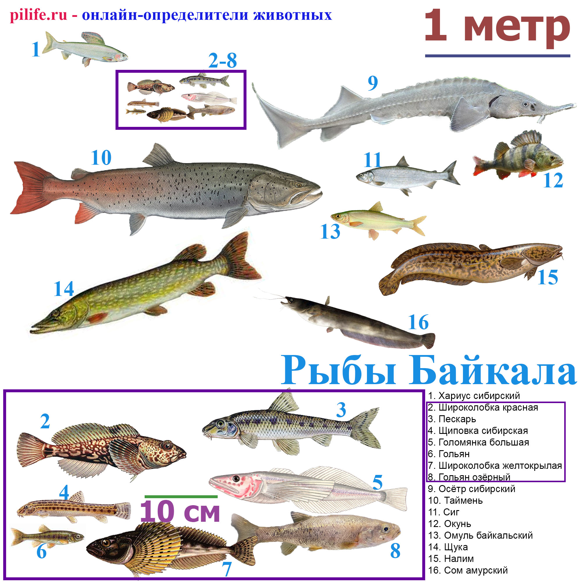 Рыбы озера Байкал.