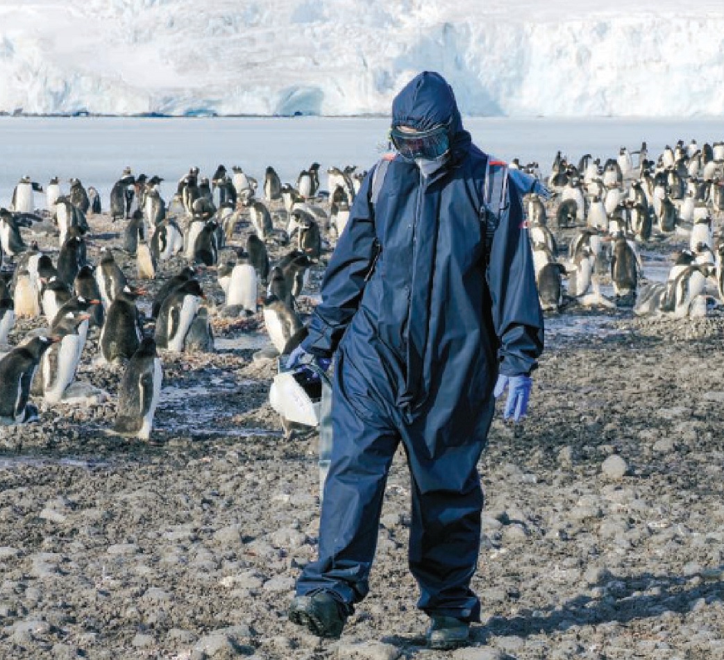 Птичий грипп H5N1 стремительно распространяется в Антарктиде.