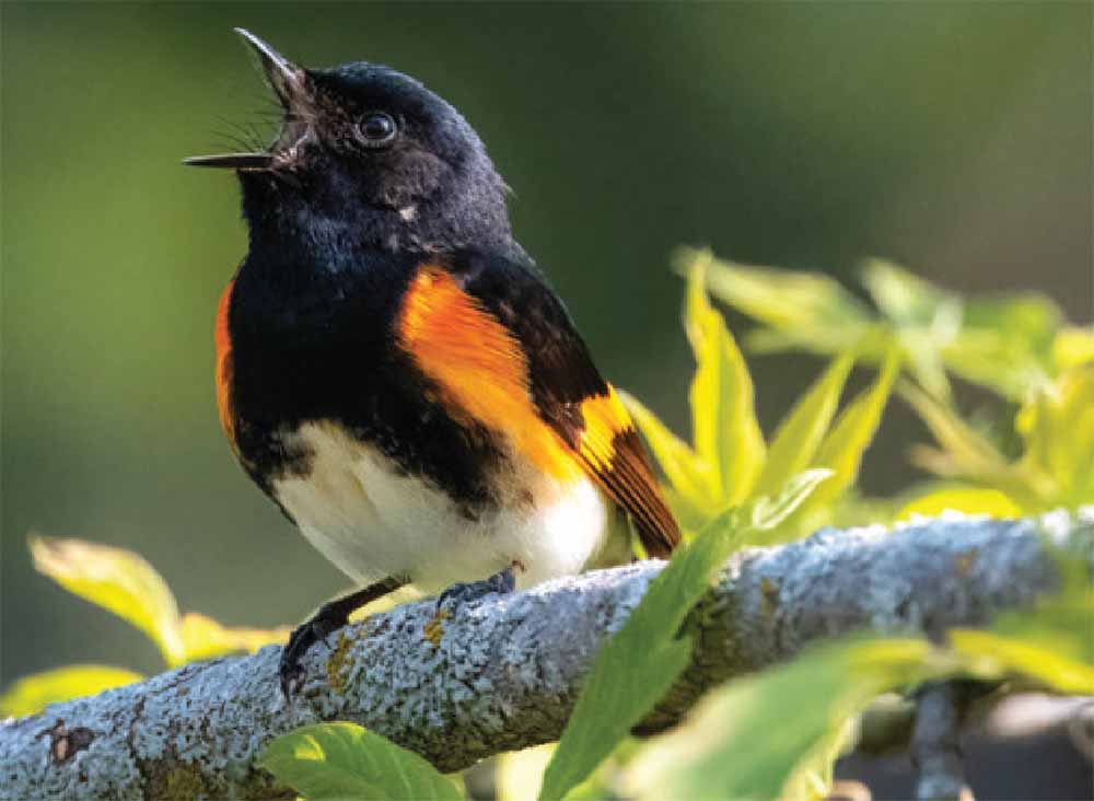 Приятели по миграции.