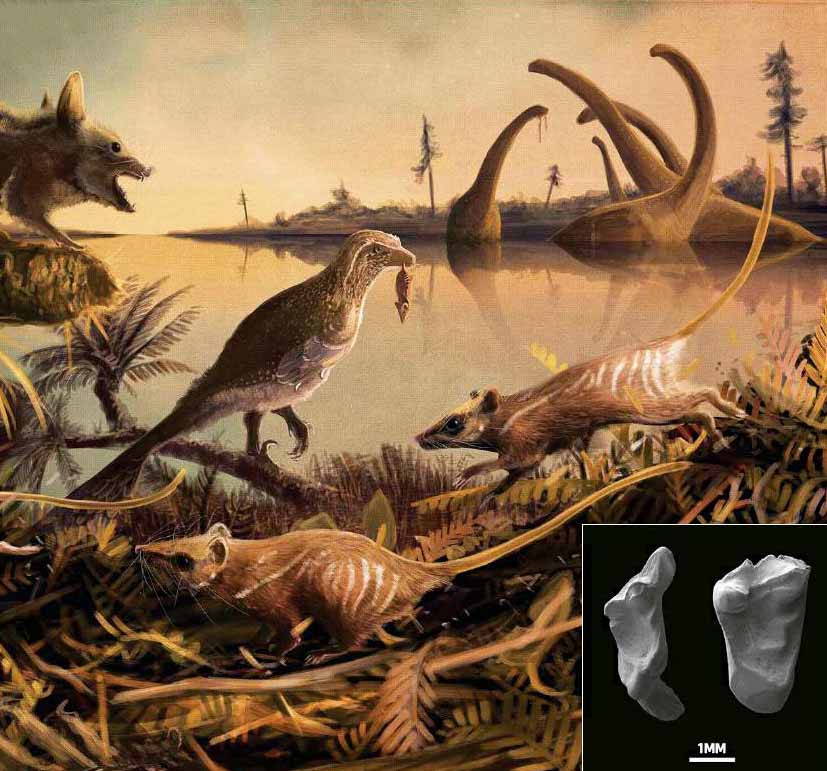 Зубы проливают новый свет на древнейшее происхождение человека.