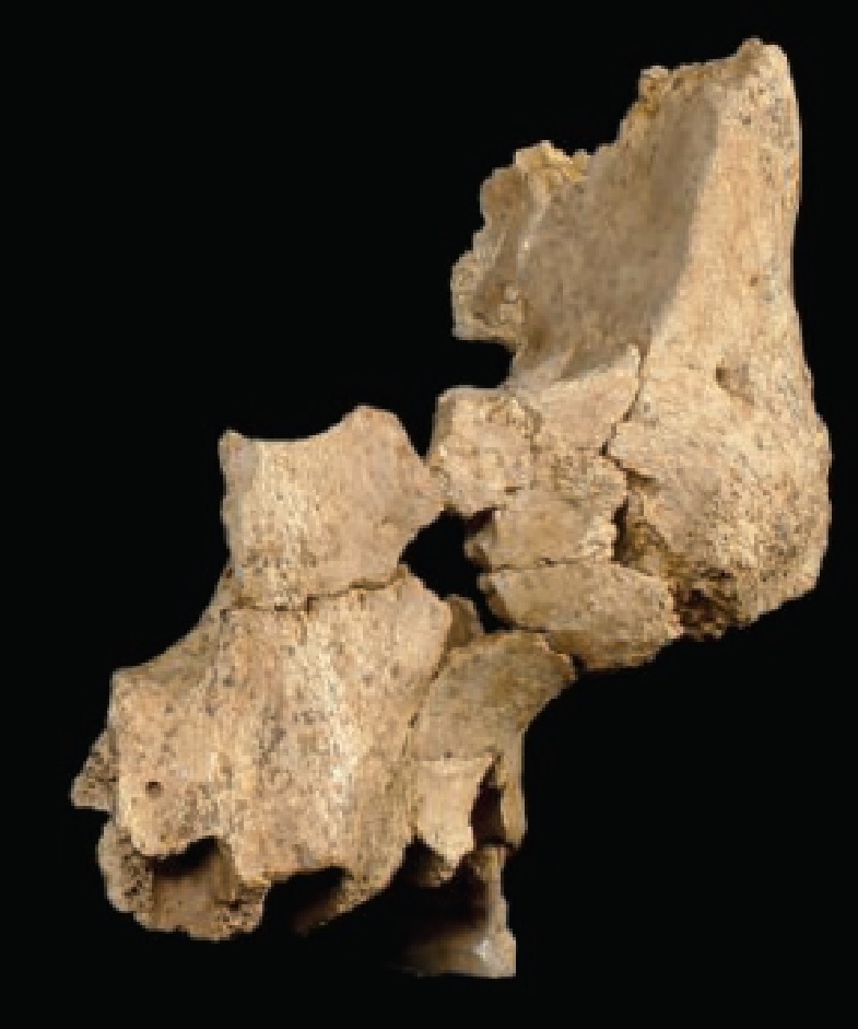 Лицом к лицу с первым известным западноевропейцем.