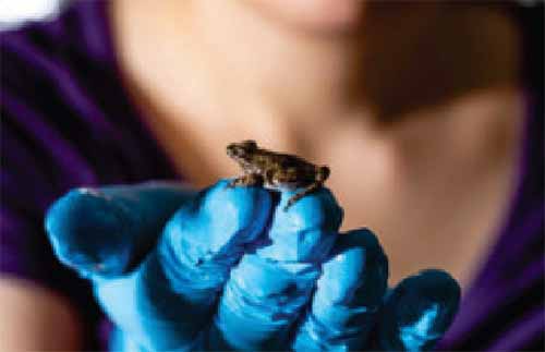 Взрослая сверчковая лягушка