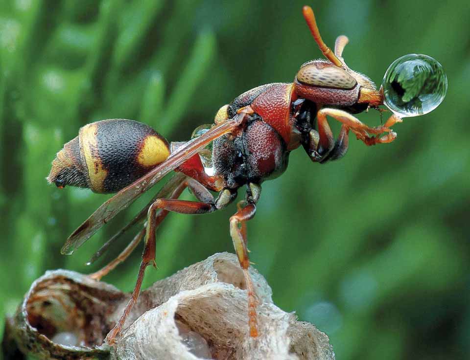 Она устроила себе пузырь!