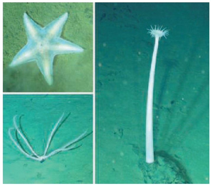 Бездна, полная жизни.