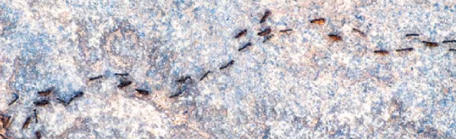 Стратегии муравьёв могут помочь беспилотным автомобилям избегать пробок.