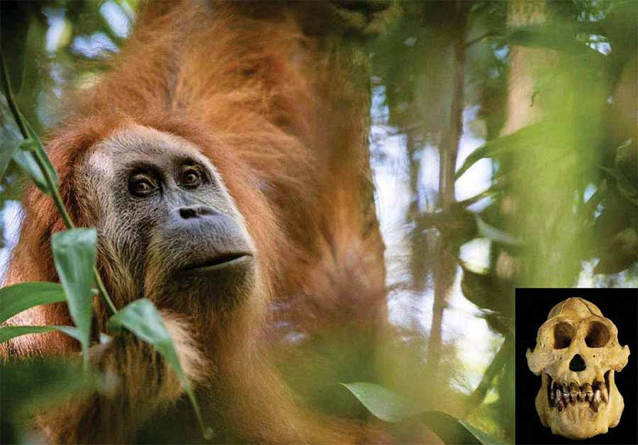 Недавно описанный орангутан оказался самым редким человекообразным приматом на планете.