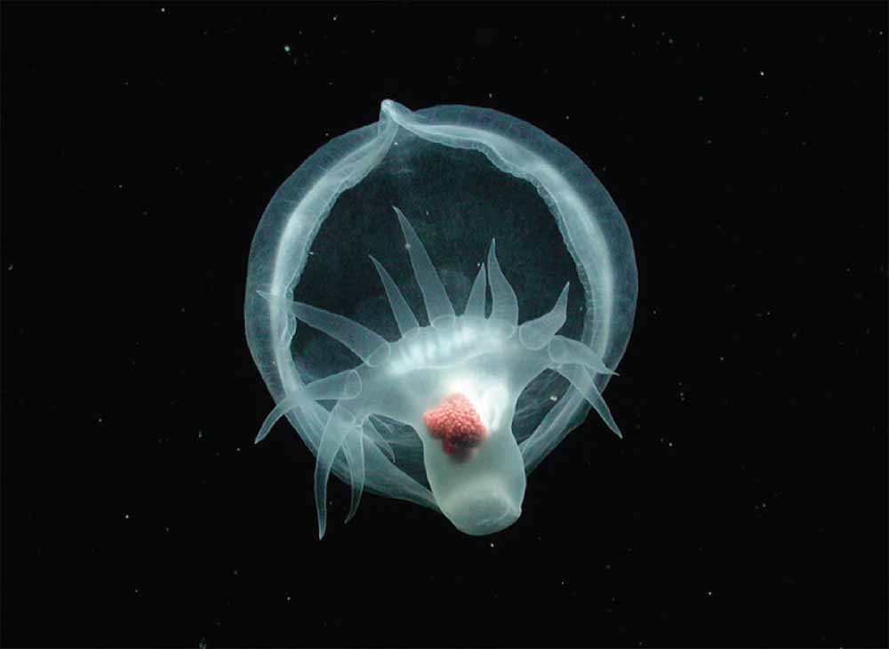 Моллюск-загадка.