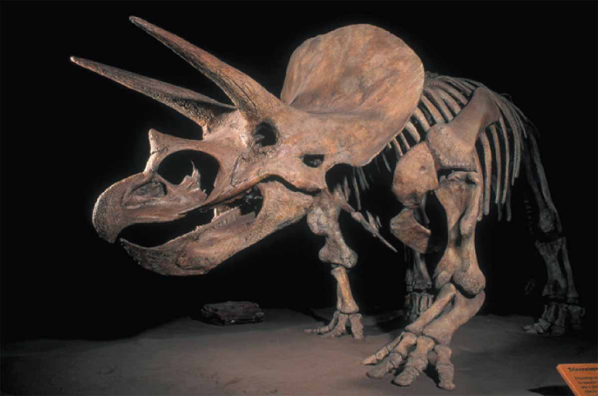 Насколько была крепка броня динозавров? Гладиаторы мезозоя.