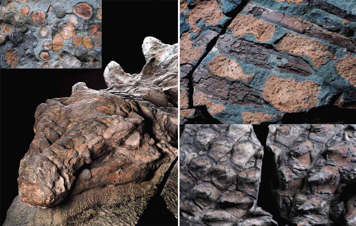 Zuul, ещё один прекрасно сохранившийся бронированный динозавр, жил в Монтане 76 миллионов лет назад. Окаменелость включает полный череп и хвостовую булаву. Анализ повреждений на боках животного показывает, что они, вероятнее всего, были нанесены хвостовой булавой другого Zuul.