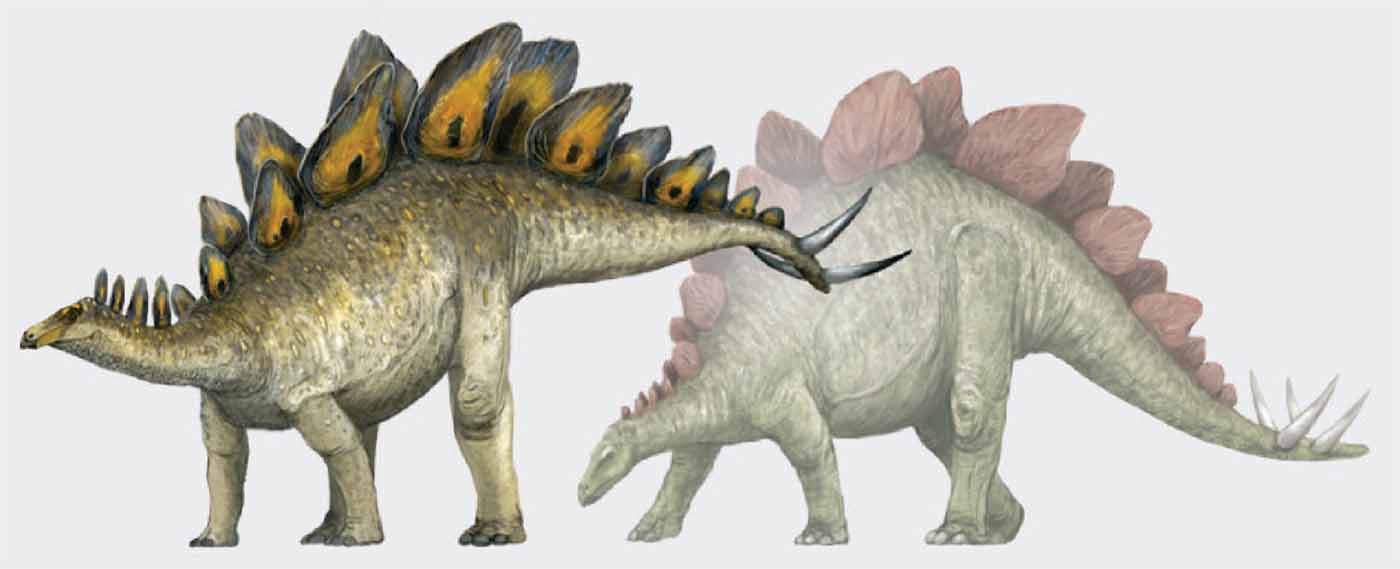 Triceratops долгое время изображали с обвисшей, слоновьей кожей (справа). Однако ископаемые данные показывают, что помимо усиленных кератином воротника и рогов, это животное было покрыто чешуёй. Окраска трицератопса неизвестна, хотя, как и большинство динозавров, его обычно представляли в тускло-зеленоватых тонах. Новая реконструкция (слева) заимствует цветовые решения у современных красных речных свиней, которые, как и трицератопсы, сражаются лицом к лицу, а также у крупных черепах и полорогих.