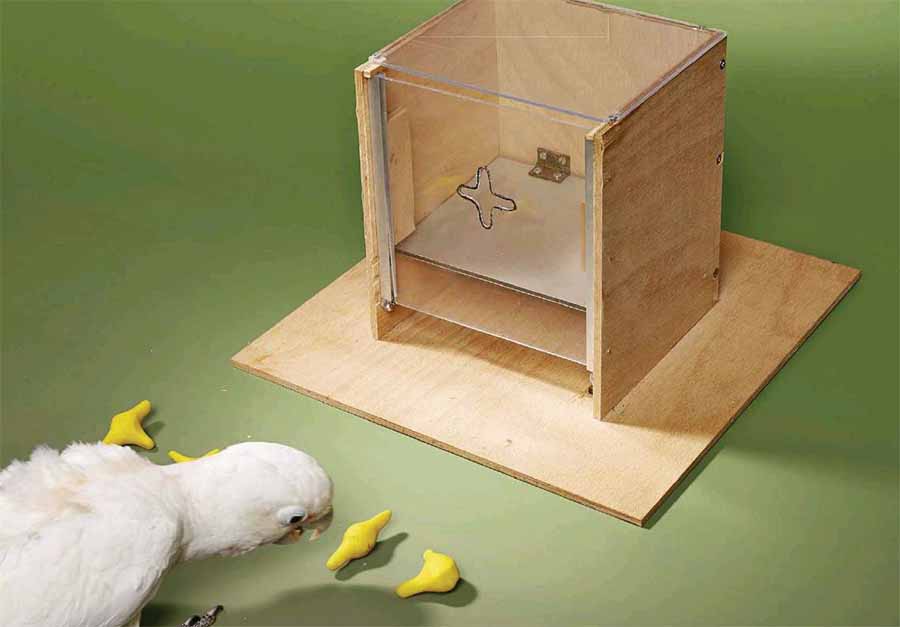 Какаду умеют сортировать фигуры.