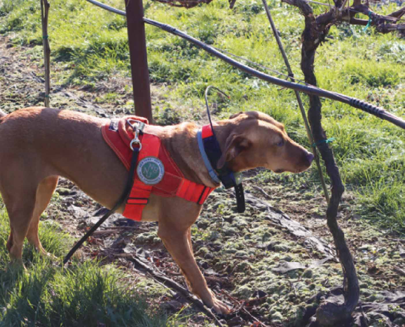 Запах беды. Собаки находят насекомых-вредителей.