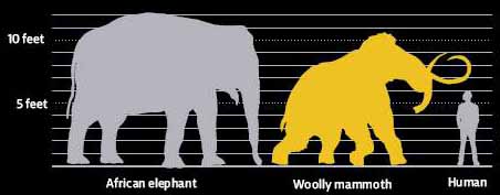 Размер мамонта в сравнении с человеком и Африканским слоном